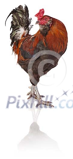 Clipped rooster