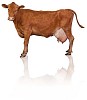 Clipped brown cow