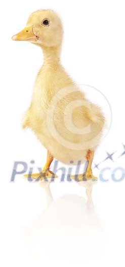 Clipped duckling Clipped duckling