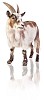 Clipped goat