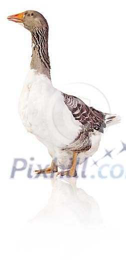 Clipped goose Clipped goose