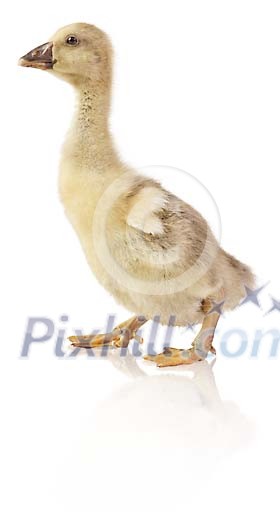 Clipped gosling Clipped gosling