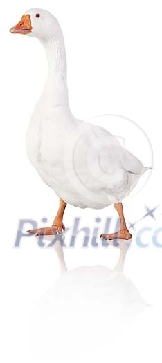 Clipped white goose Clipped white goose