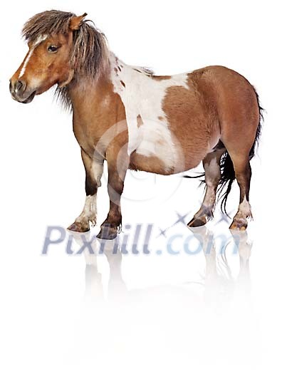 Clipped pony Clipped pony