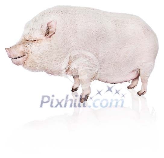 Clipped pig Clipped pig