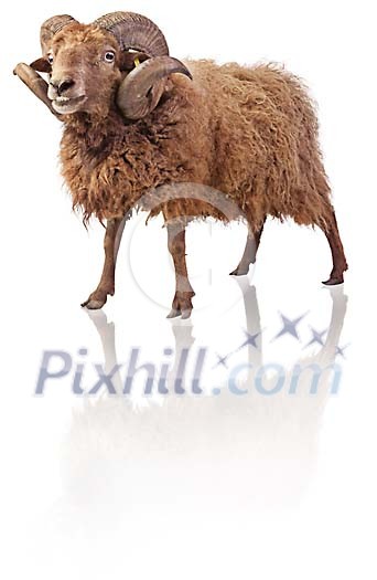Clipped brown ram Clipped brown ram