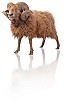 Clipped brown ram