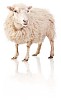 Clipped white sheep