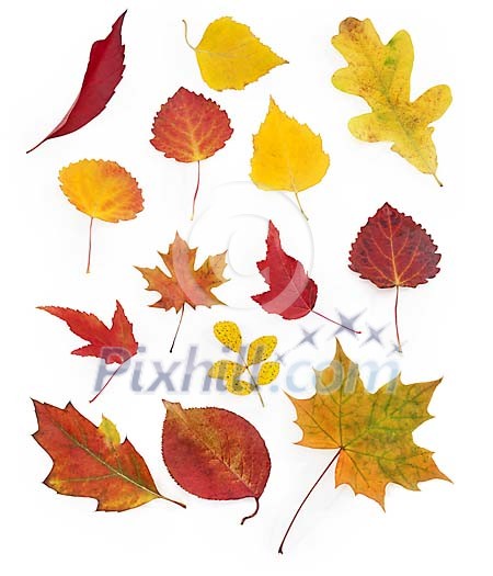 Different leaves on a white background Different leaves on a white background