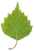 Clipped birch leaf