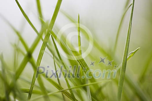 Grass background Grass background
