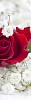 Rose closeup