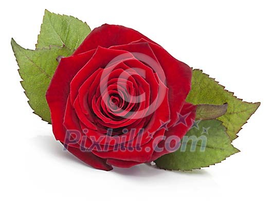 Clipped single red rose Clipped single red rose