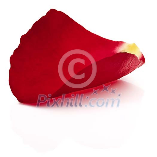 Clipped single red rose petal Clipped single red rose petal