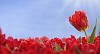 One red tulip reaching over red tulip sea