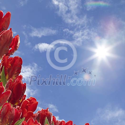 Red tulip corner reaching the sun Red tulip corner reaching the sun