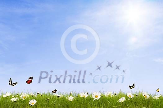 Sunny meadow with daisies and flying butterflies Sunny meadow with daisies and flying butterflies