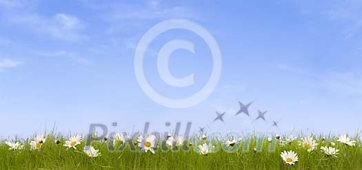 Copy-space on a meadow Copy-space on a meadow