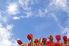 Red tulips, sky and sun