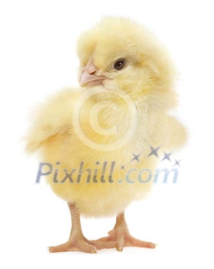 Cute yellow chick