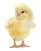 Cute yellow chick