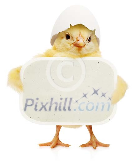 Cute chick with shell hat holding a poster Cute chick with shell hat holding a poster