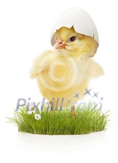 Cute easter chick with shell hat on the grass Cute easter chick with shell hat on the grass
