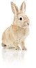 Clipped beige bunny