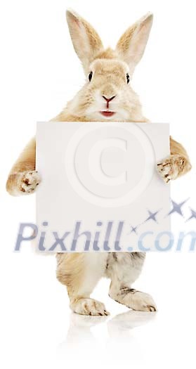 Clipped easter bunny holding a poster Clipped easter bunny holding a poster