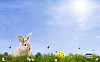 Cute bunny with easter eggs on the grass