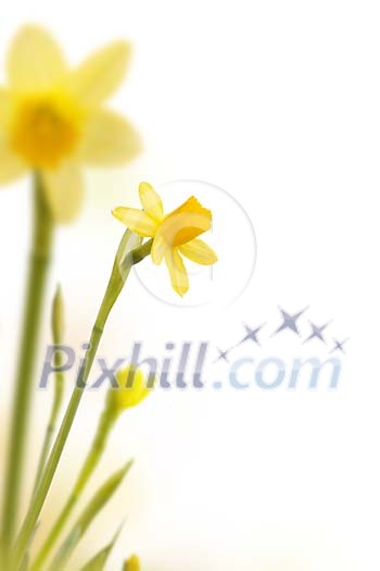Yellow daffodills Yellow daffodills