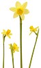 Clipped yellow daffodills on a white background