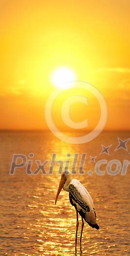 Sunset image with painted stork Sunset image with painted stork