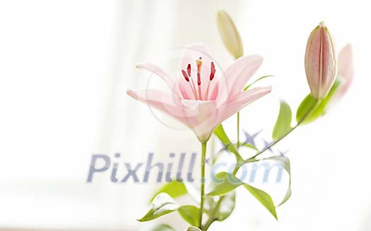Blossoming pink lily at light Blossoming pink lily at light