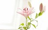 Blossoming pink lily at light