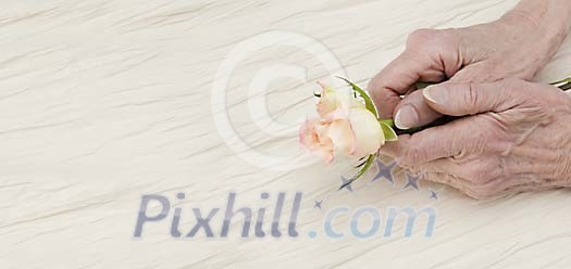 Old persons hands holding a rose