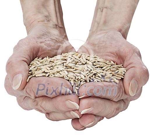 Clipped hands holding handful of rye Clipped hands holding handful of rye
