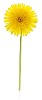 Dandelion with hand made clipping path