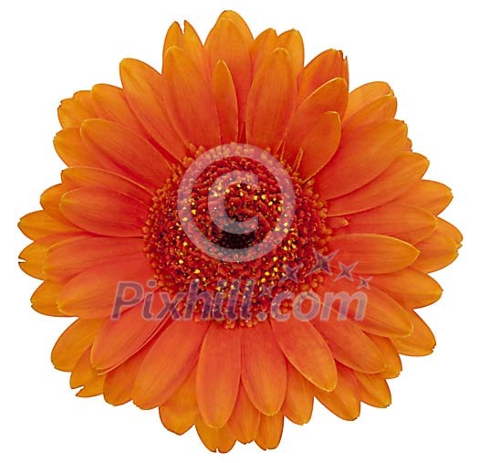 Orange Gerbera with hand made clipping path Orange Gerbera with hand made clipping path
