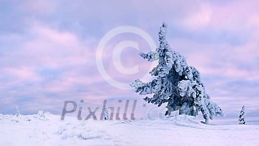 Frozen fir and sunrise in Lapland Frozen fir and sunrise in Lapland