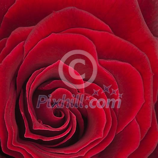 Closeup of a red rose Closeup of a red rose