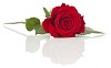 Red rose on a white background