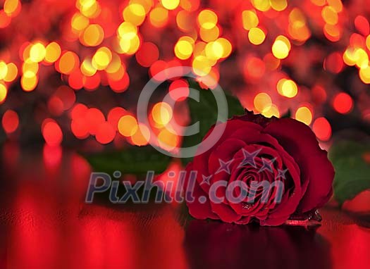 Rose in dark background Rose in dark background