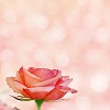 Pink rose on a pink background