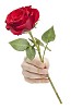 Isolated hand holding a red rose