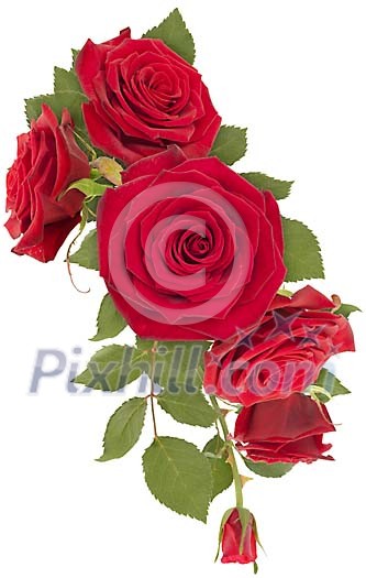 Roses as illustrational element Roses as illustrational element