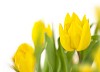 Yellow tulip in shallow focus