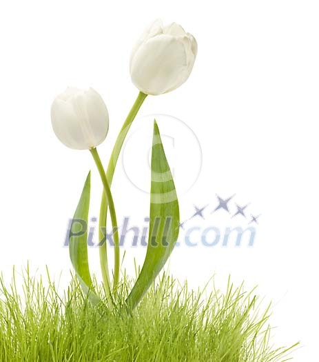 White tulips and grass White tulips and grass