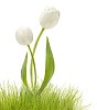 White tulips and grass