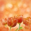 Orange Tulips in Dreamy Surroundings